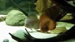 aquarium-von-bernd-n--wurzelbiotop_Diskus (Symphysodon aequifasciatus)