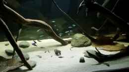 aquarium-von-bernd-n--wurzelbiotop_Roter Neon (Paracheirodon axelrodi)