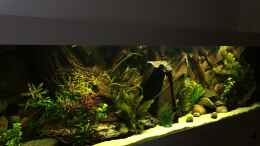 aquarium-von-captain-gue-geophagus-proximus_Pflanzen wachsen gut. ????