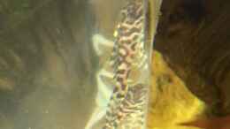 aquarium-von-captain-gue-geophagus-proximus_L400 großer 3cm Ozelot