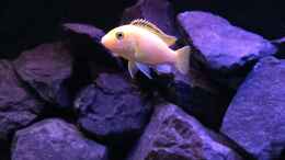 aquarium-von-philipp-boehme-see-der-sterne_Labidochromis caeruleus (W)