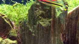 Aquarium einrichten mit Rotstrichbarben 