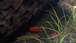 aquarium-von-ynoxas-blackbox_Knallrote adulte Red Fire Sakura Garnele, leider nicht gan