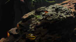 aquarium-von-ynoxas-blackbox_Zebrarennschnecke und Red Fire Garnelen