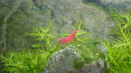 aquarium-von-olaf-r-becken-1_Sakura Red