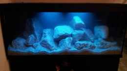 aquarium-von-steffen-klein-steffens-mbunas_Bei Mondlicht