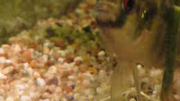 aquarium-von-misch-becken-31657_Anomalochromis thomasi
