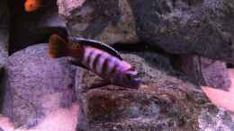 aquarium-von-hanse-hannes-scubabay-saulosi-artbecken_pseudotropheus saulosi no.2- 10/2015