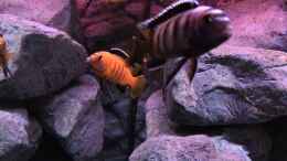 aquarium-von-hanse-hannes-scubabay-saulosi-artbecken_pseudotropheus saulosi no.5- 10/2015
