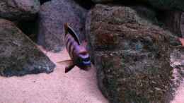 aquarium-von-hanse-hannes-scubabay-saulosi-artbecken_pseudotropheus saulosi no.1- 10/2015