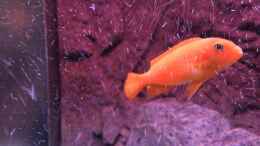aquarium-von-hanse-hannes-scubabay-saulosi-artbecken_pseudotropheus saulosi no.7- 10/2015
