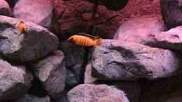 aquarium-von-hanse-hannes-scubabay-saulosi-artbecken_pseudotropheus saulosi no.4- 10/2015