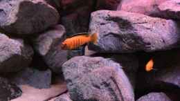 aquarium-von-hanse-hannes-scubabay-saulosi-artbecken_pseudotropheus saulosi no.6- 10/2015