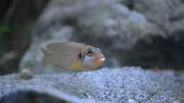 Aquarium einrichten mit Lamprologus ocellatus gold Männchen