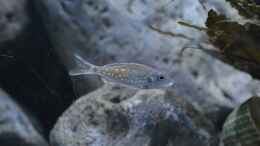 aquarium-von-falleb-steine-amp--sand_Callochromis stappersii ikola junges Männchen
