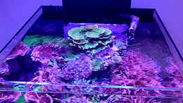 aquarium-von-nano-jojo-jojos-cubicus_Becken mit Lampe nach ca 14 Monaten