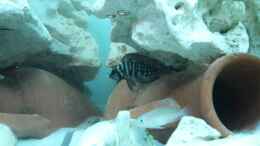 Aquarium einrichten mit 1/5 Neolamprologus multifasciatus, 1/1 Julidochromis