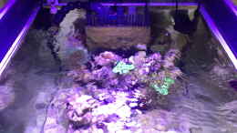 aquarium-von-cyano-kanone-blaue-ecke_