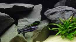 aquarium-von-mazdeur-mbuna-raumteiler_Melanochromis cyaneorhabdos