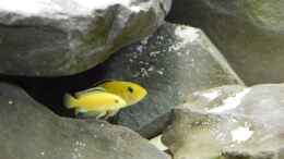 aquarium-von-mazdeur-mbuna-raumteiler_Labidochromis caeruleus