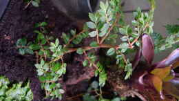 Foto mit Begonia foliosa