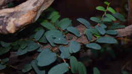 Foto mit Ficus spec. Borneo
