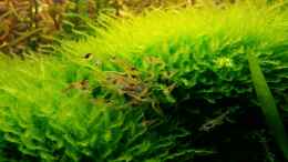 aquarium-von-aquasteve-little-green-hell_lecker Ebi Dama
