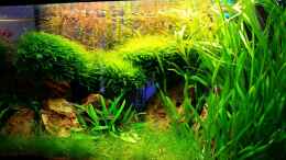 aquarium-von-aquasteve-little-green-hell_Aquarium Hauptansicht von little green hell