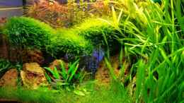 aquarium-von-aquasteve-little-green-hell_