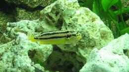 aquarium-von-deutschmaschine-malawi-240-2006-2008_Melanochromis auratus Weib