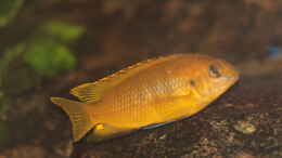 Aquarium einrichten mit Tropheops Chilumba Orange Männchen