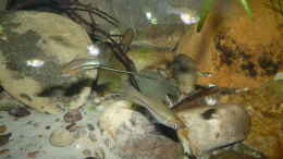 Aquarium einrichten mit Xiphophorus kallmani