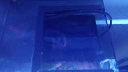 aquarium-von-torsten-bullmahn-weichkorallenbecken_Aussparung für den EHEIM Skimmer 100