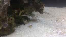 Aquarium einrichten mit Glasrose...ca. 5mm darüber 2 Kalkröhrenwürmer