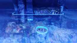 aquarium-von-torsten-bullmahn-weichkorallenbecken_Abdeckscheibe aus Glas, damit die Fischies keinen Selbstmord