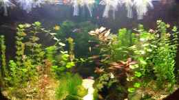 aquarium-von-ralf-sos-unterwassertal_