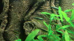 Aquarium einrichten mit Schwarzer Flaggensalmler(Hyphessobrycon herbertaxelrodi)