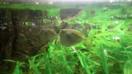 Aquarium einrichten mit Silberbeilbauch(Gasteropelecus sternicla)