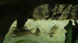 aquarium-von-zugbremser72-wohnzimmeramazonas-aufgeloest_Corys Metall u. Leopard 