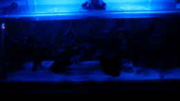 aquarium-von-zugbremser72-wohnzimmeramazonas-aufgeloest_Mondlicht im Becken.Ist normalerweise etwas mehr runter gedi