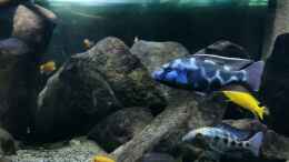 aquarium-von-midgard-malawi-barschbecken_