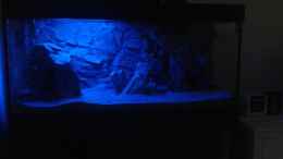 aquarium-von-tobias-janssen-malawi-see_Mondlicht