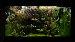 aquarium-von-rotkopfsalmler-juwel-180-vision-aufgeloest-2018_Pflanzen Pflanzen Pflanzen!!!!  Davon Lebt ein Aquarium mein