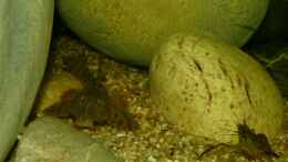 aquarium-von-marco-mein-kleines-diskus-paludarium_Panaqolus sp. L397 12.08.15