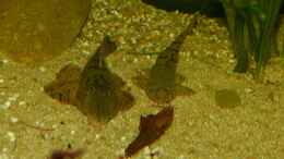 Aquarium einrichten mit Panaqolus sp. L397 und Hemilaricaria parva 12.08.15