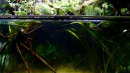 aquarium-von-marco-mein-kleines-diskus-paludarium_Wasserteil mit bissl Land :-) 04.08.15