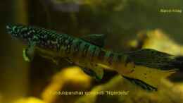 aquarium-von-killifisch2001-becken-31913_Fundulopanchax sjoestedti Nigerdelta