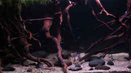 aquarium-von-wsc-driftwood_Als SA-Biotop 2012