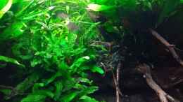 Aquarium einrichten mit Microsorum pteropus Green Gnome + Bucephalandra