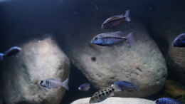 aquarium-von-thetoxicavenger-mdima-mchenga_Pr. annectens, Pl. phenochillus